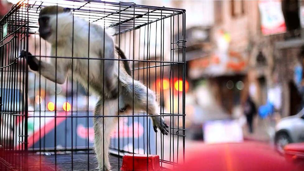 Ministry of tourism award of Land, People and Culture - Lebanese Students Competition