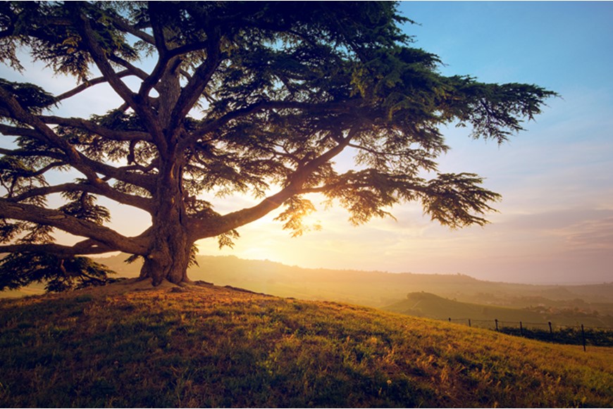 OUTDOOR ADVENTURE AT THE CEDARS