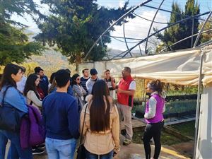 Saving the Planet One Cedar Tree at a Time 5